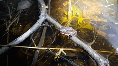 Sphaerotheca dobsonii