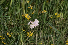 Allium roseum