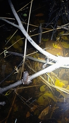 Sphaerotheca dobsonii