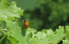 Lachnaia sexpunctata