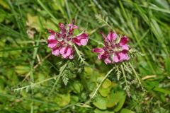 Pedicularis orthantha