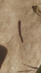 Juloidea