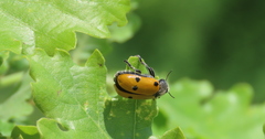 Lachnaia sexpunctata