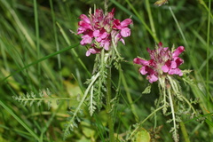 Pedicularis orthantha