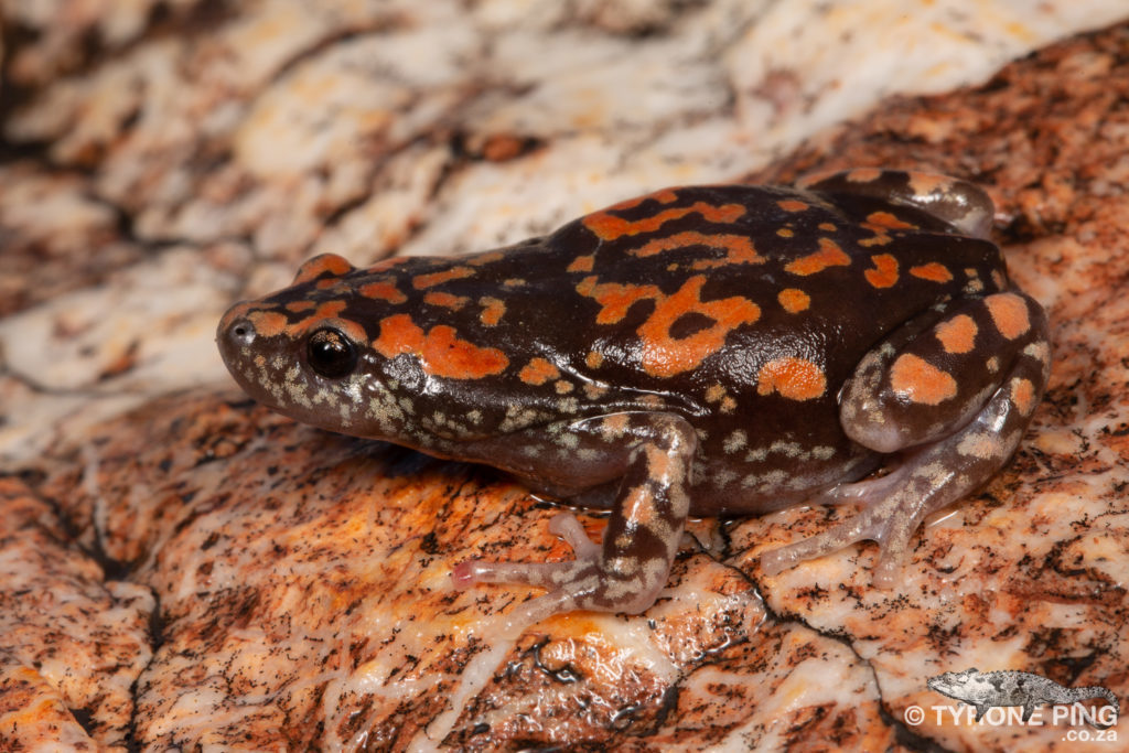 Marbled rubber frog - Wikipedia