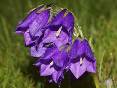 Campanula orbelica