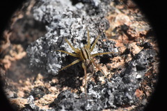 Pardosa distincta