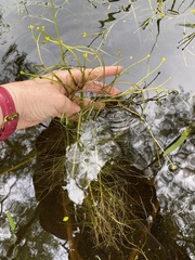 Ranunculus polyphyllus