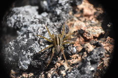 Pardosa distincta