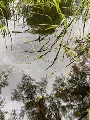 Ranunculus polyphyllus