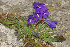 Campanula orbelica