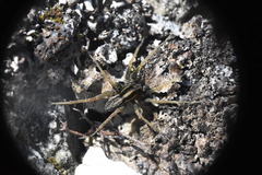 Pardosa distincta