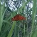 Caribbean Gulf Fritillary - Photo (c) Giovanni, some rights reserved (CC BY-NC), uploaded by Giovanni