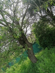 Salix