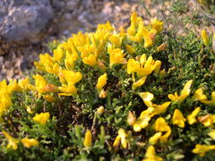 Genista lobelii
