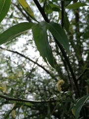 Salix