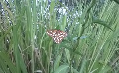 Dione vanillae insularis