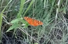 Dione vanillae insularis