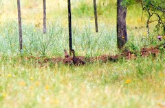 Nothoprocta cinerascens