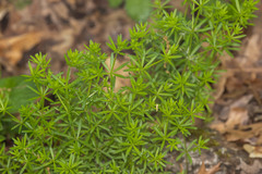 Galium concinnum