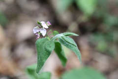 Polygala macowaniana