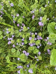 Glechoma hederacea