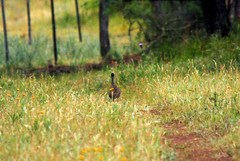 Nothoprocta cinerascens