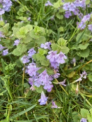 Glechoma hederacea