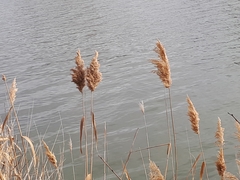 Phragmites australis