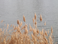 Phragmites australis