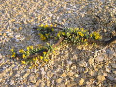 Genista lobelii