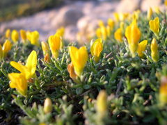 Genista lobelii