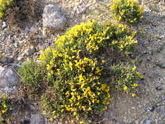 Genista lobelii