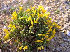 Genista lobelii