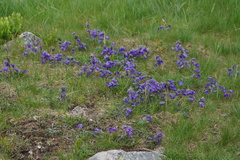 Campanula orbelica
