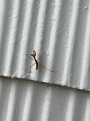 Mantidae