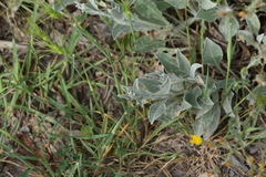 Centaurea triumfettii