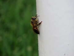 Apis mellifera