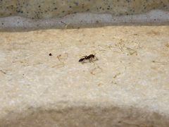 Pseudomyrmex