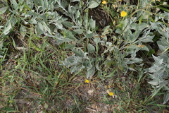 Centaurea triumfettii