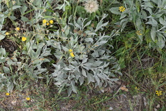 Centaurea triumfettii