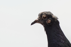 Columba livia