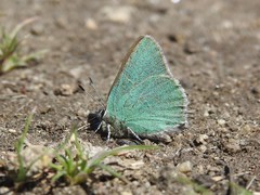 Callophrys affinis
