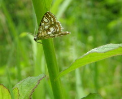 Elophila nymphaeata