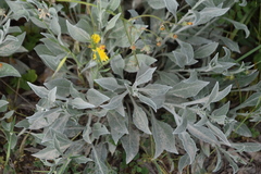 Centaurea triumfettii