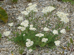 Achillea clusiana