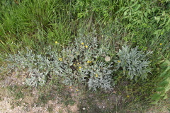 Centaurea triumfettii