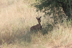 Gazella bennettii