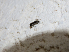 Camponotus