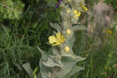 Verbascum undulatum